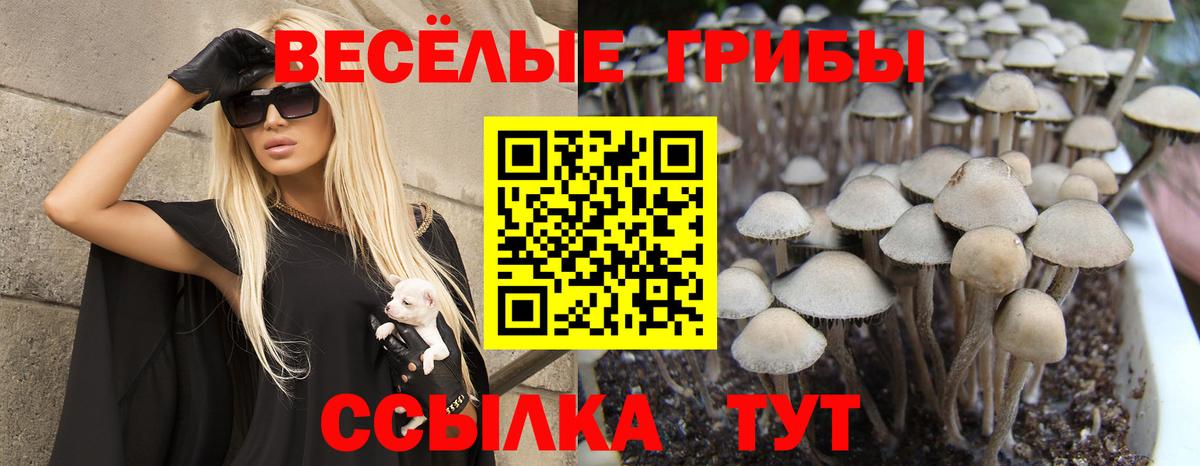 Псилоцибиновые грибы Psilocybe Красный Сулин